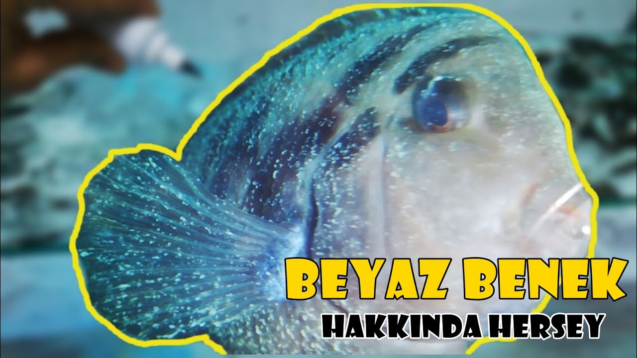 Beyaz Benek Nedir? Hangi Balıklara Bulaşır, Nasıl Tedavi Edilir?
