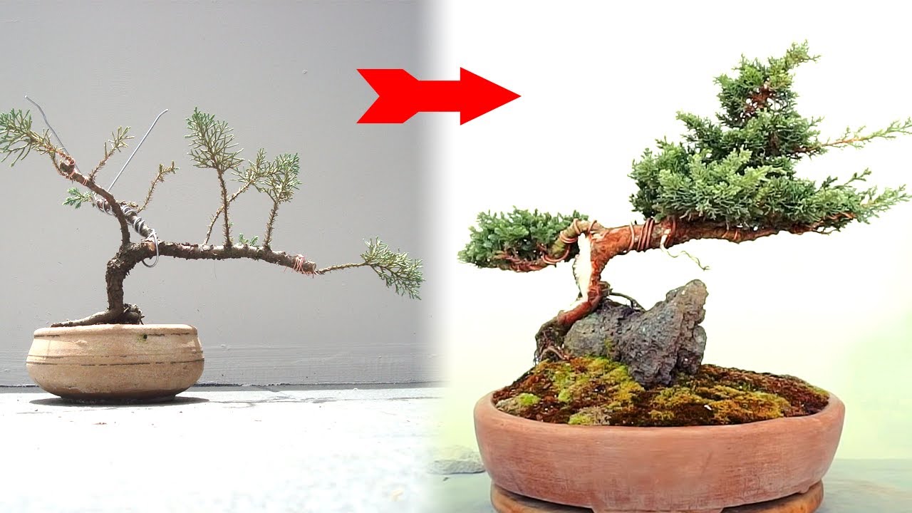 Del Vivero a Bonsai. Tienes la Paciencia Necesaria? - Qué Hago? Nº7
