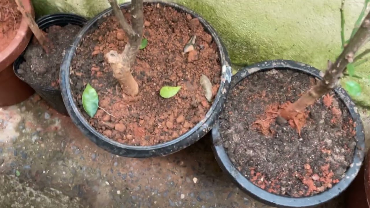 Avaliando as plantas da minha vó 🌷💐☘️🌻🌹🌱