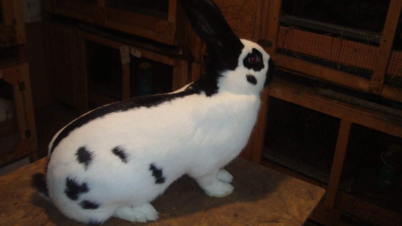 Iepuri de rasă Bacău-Fluture German Matca  2020-lapins-kaninchen,kroliki