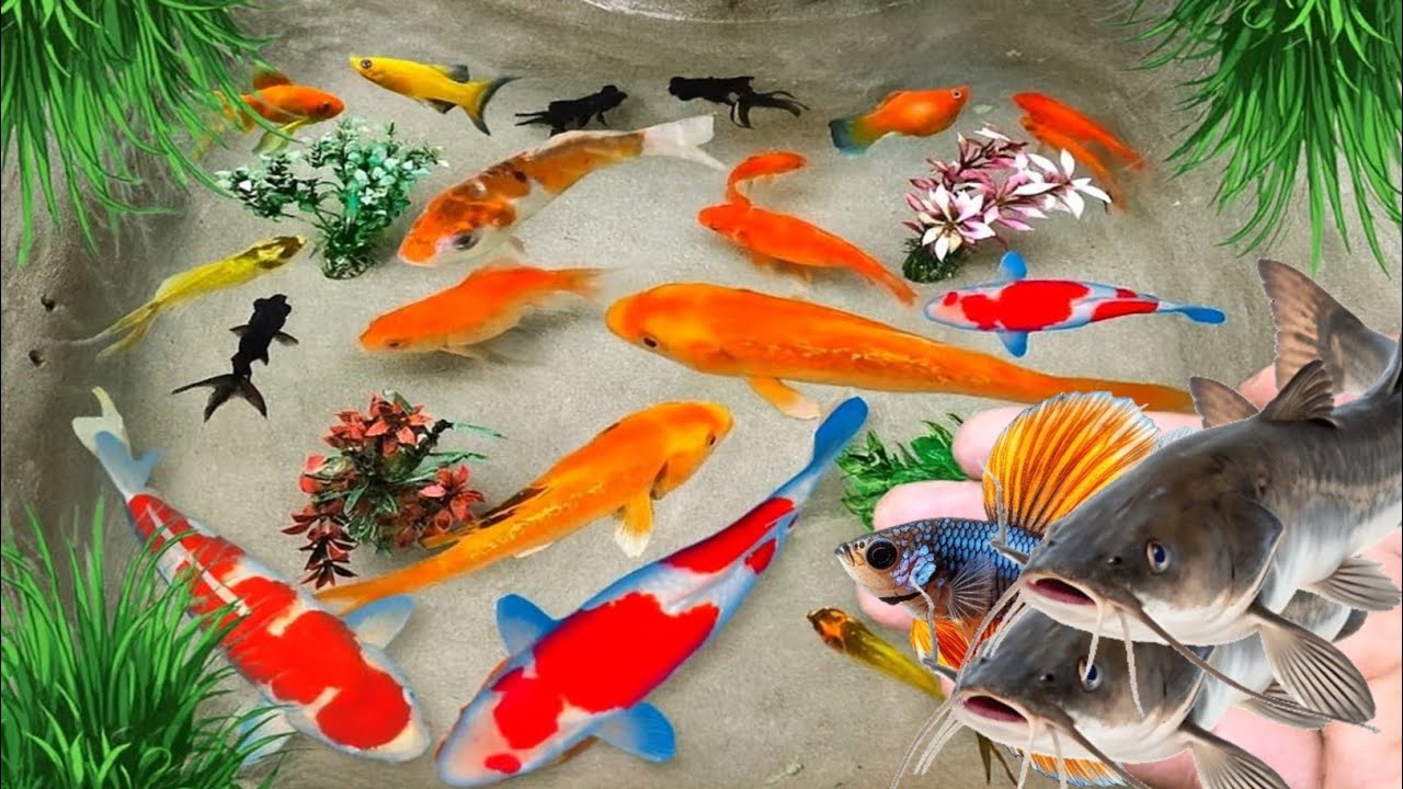 Unboxing Ikan Hias, Ikan Cupang, Ikan Koi, Ikan guppy, Ikan Mas Koki, Ikan Glofish, Ikan Lele #19