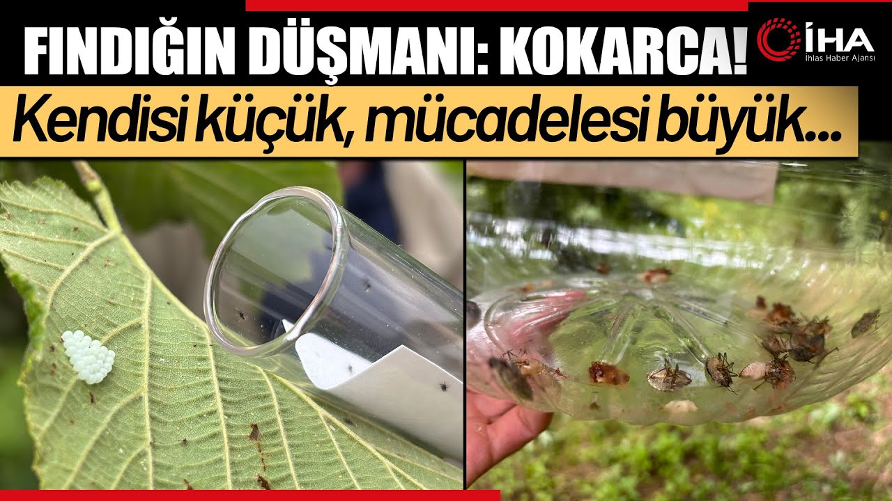 'Samuray Arısı' Kahverengi Kokarca Tehdidine Karşı Göreve Hazır
