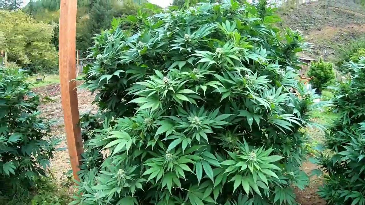 Complete Drying & Curing #Marijuana Guide - KahliBuds Harvesting and curing outdoor cannabis. pt2