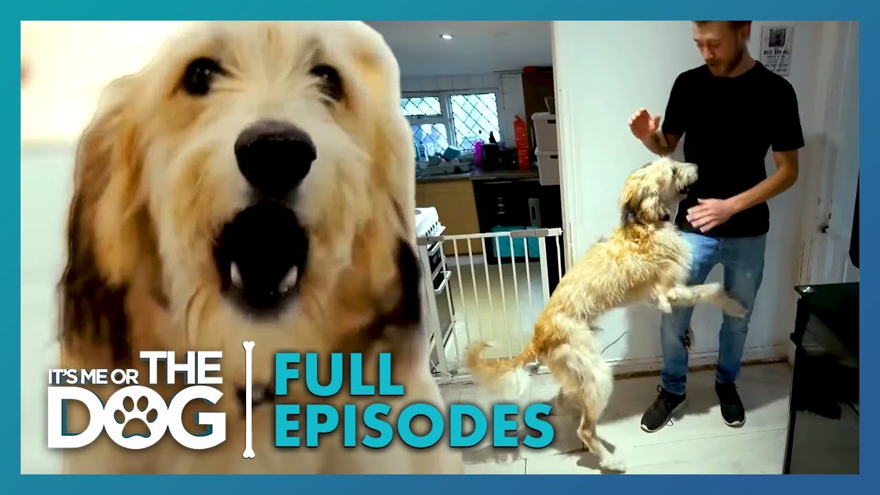 Archie: The Lecherous Lurcher! | Season 1 Episode 4 | It's Me or the Dog UK (2021)