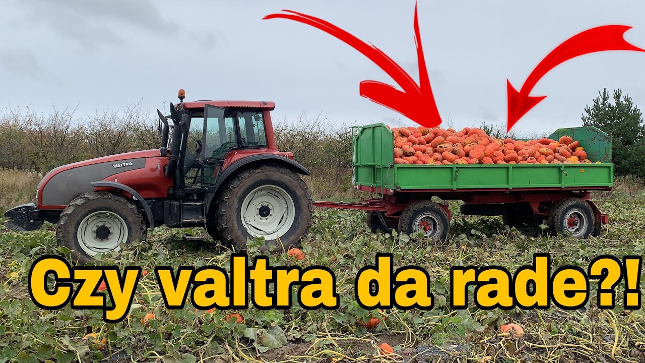 #278- Zbiór dyni! Ile ton/ha dała dynia? + Talerzowanie eko folii! 