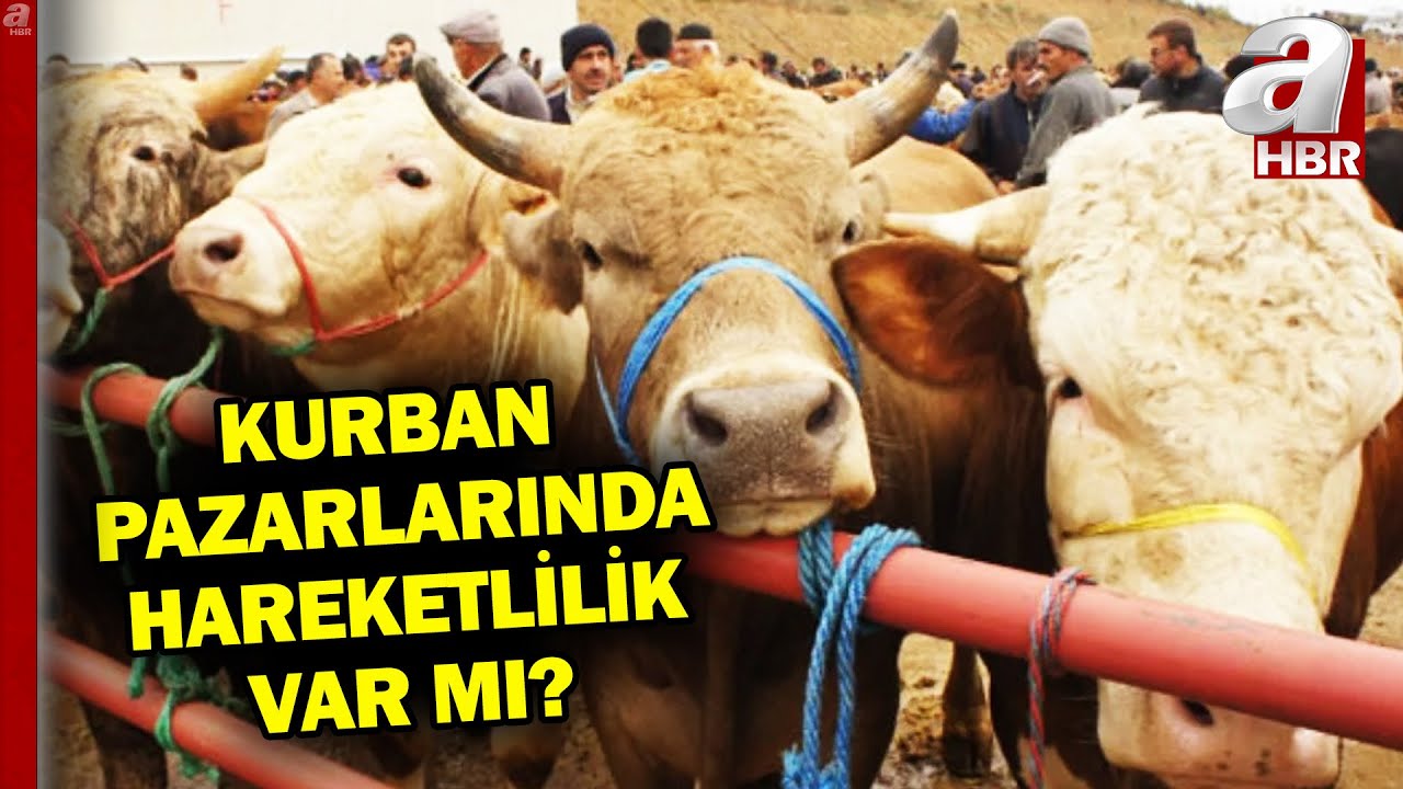 Kurban bayramına geri sayım başladı: İşte küçükbaş ve büyükbaş kurbanlık hayvan fiyatları | A Haber