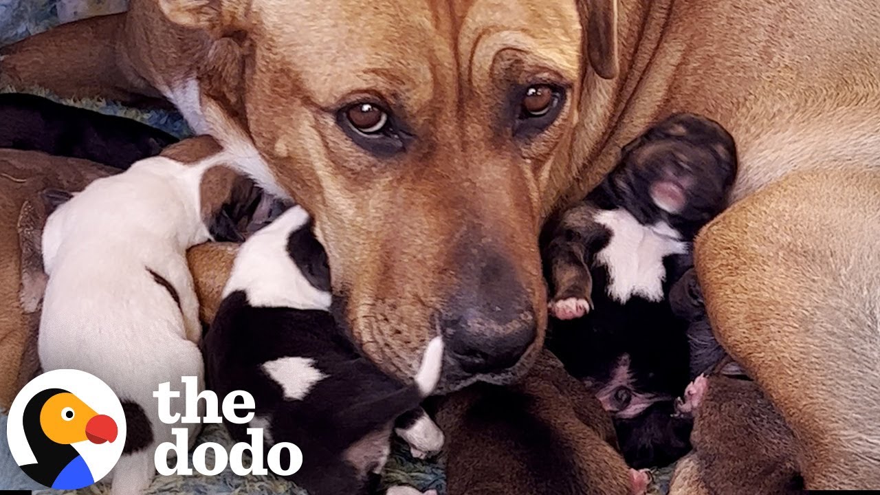Mama Dog And Her Babies Get Rescued In The Middle Of The Desert | The Dodo