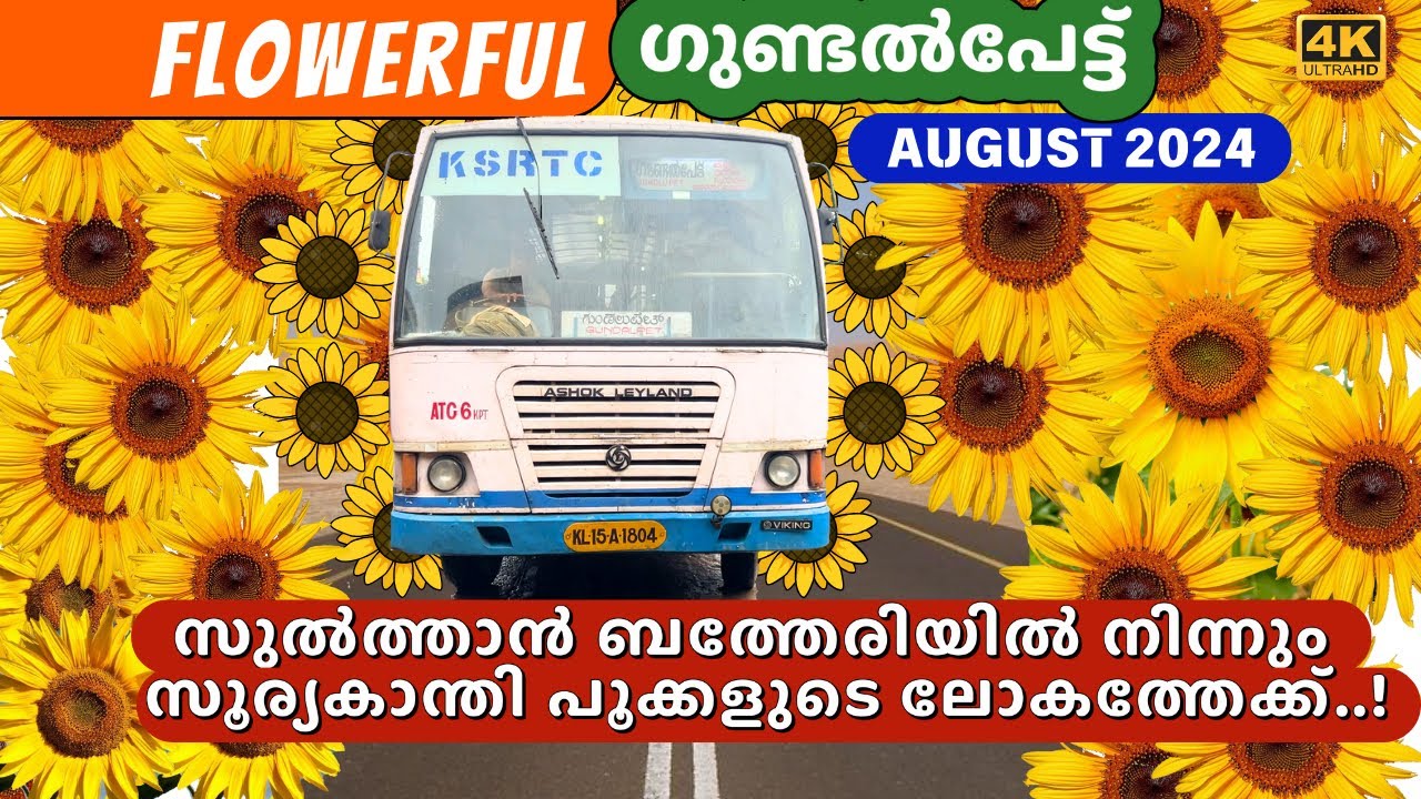 Gundlupete Sunflower farms visit - August 2024| 4K