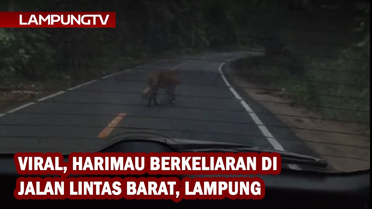Viral, Harimau Berkeliaran di Jalan Lintas Barat, Lampung