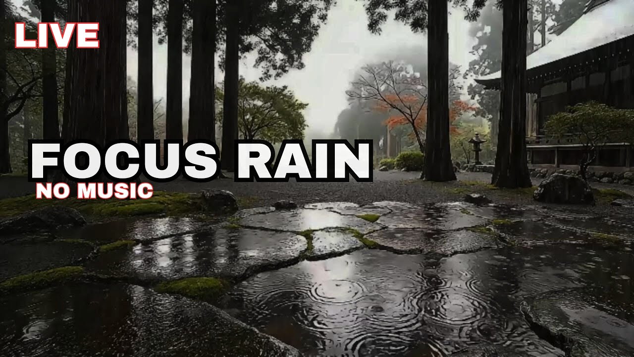 Live Rain Sounds for Focus & Study: Misty Japanese Forest (No Music)