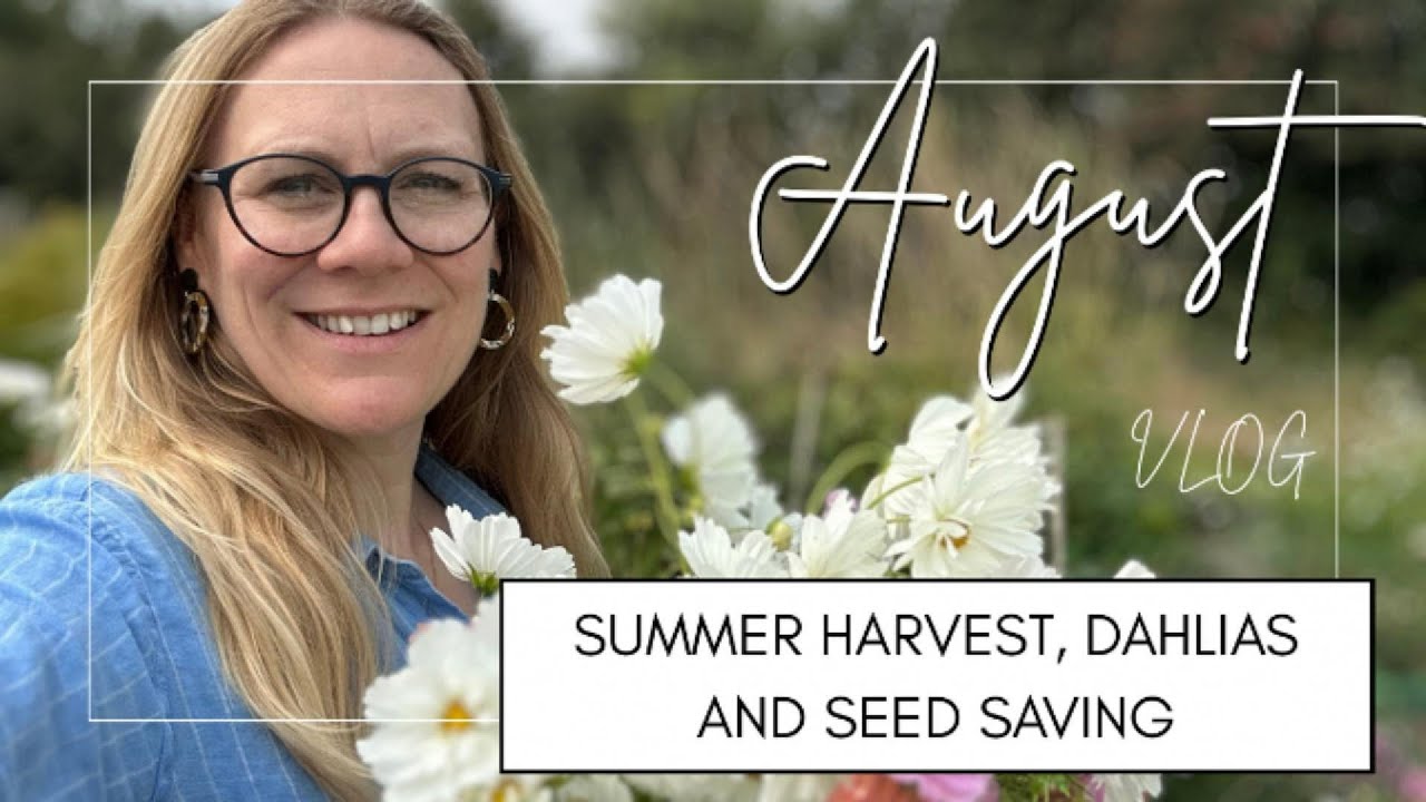 August Vlog.  Summer harvest, Dahlias and Seed Saving