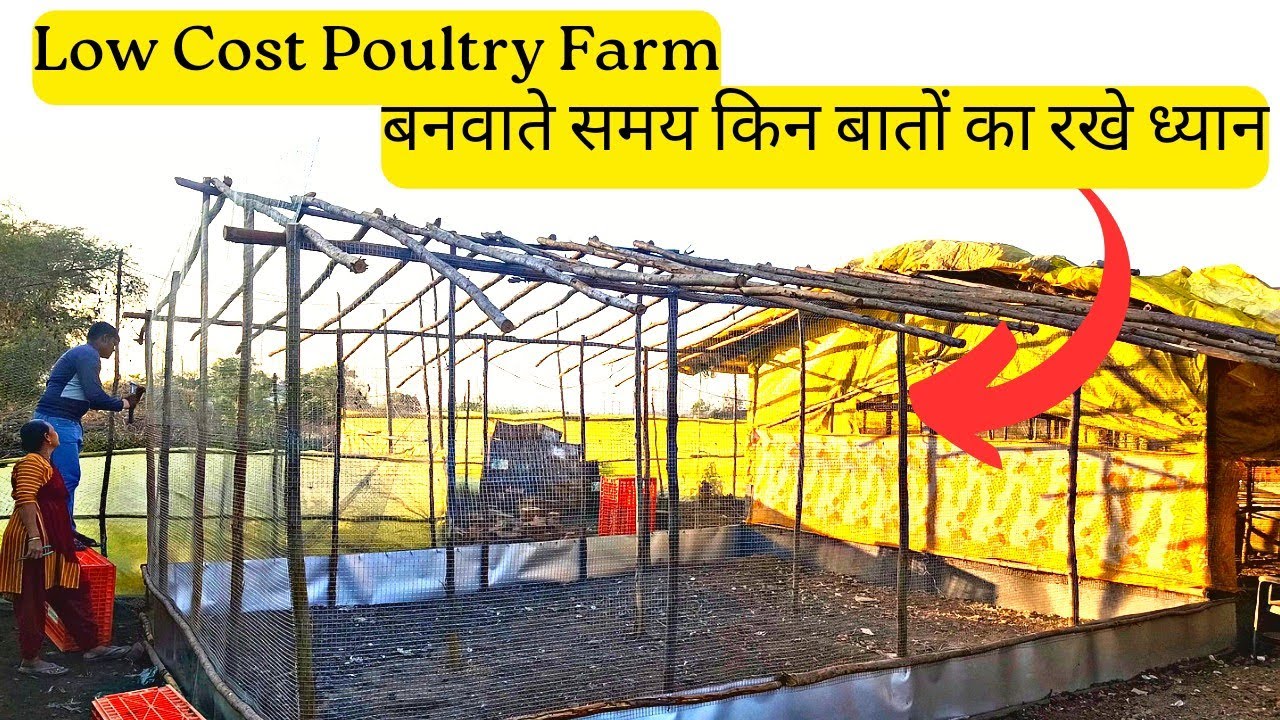 कम लागत में कैसे बनाये देसी पोल्ट्री फार्म ? Low Cost Poultry Shed Construction || पोल्ट्री शेड ||