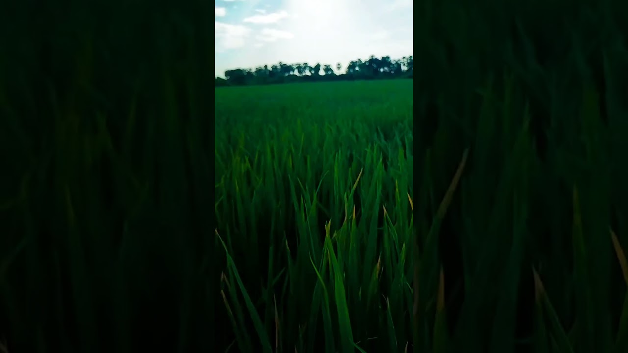 #apfarmers #paddy #kisan ...#nature💥❤️💥