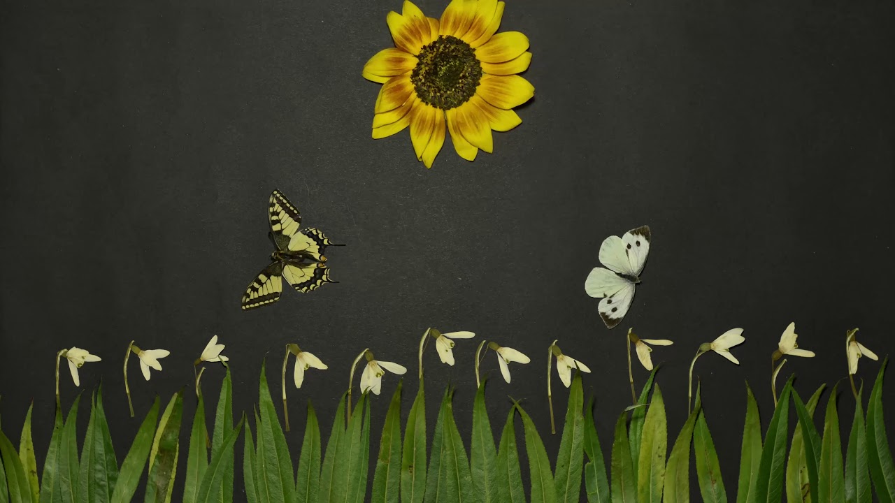 Spring rain - flower stop motion animation
