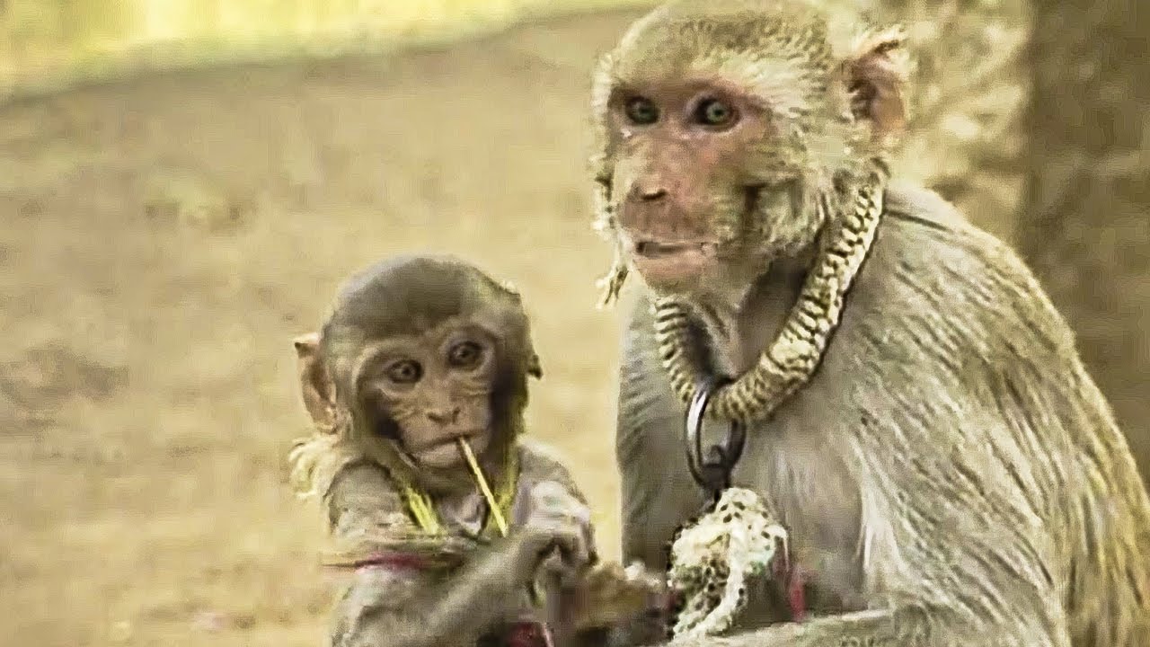 The Monkey Player - Повелители животных