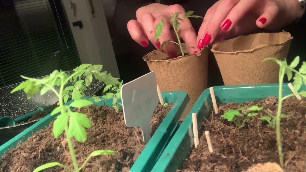 Когда рассаде стало тесно: пикировка в стаканчик 🪴🌱🥛🍅🪴