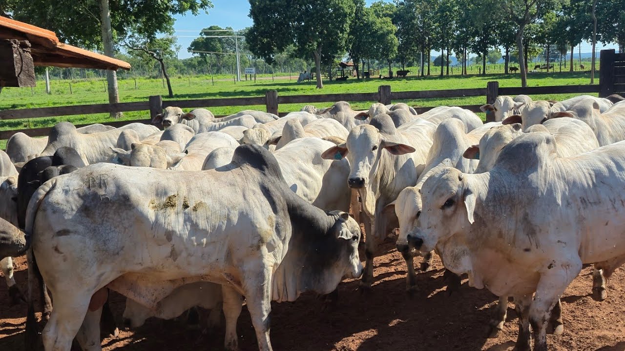 BOIADA ACIMA DE 550KG - 50BOIS PADR&Atilde;O 