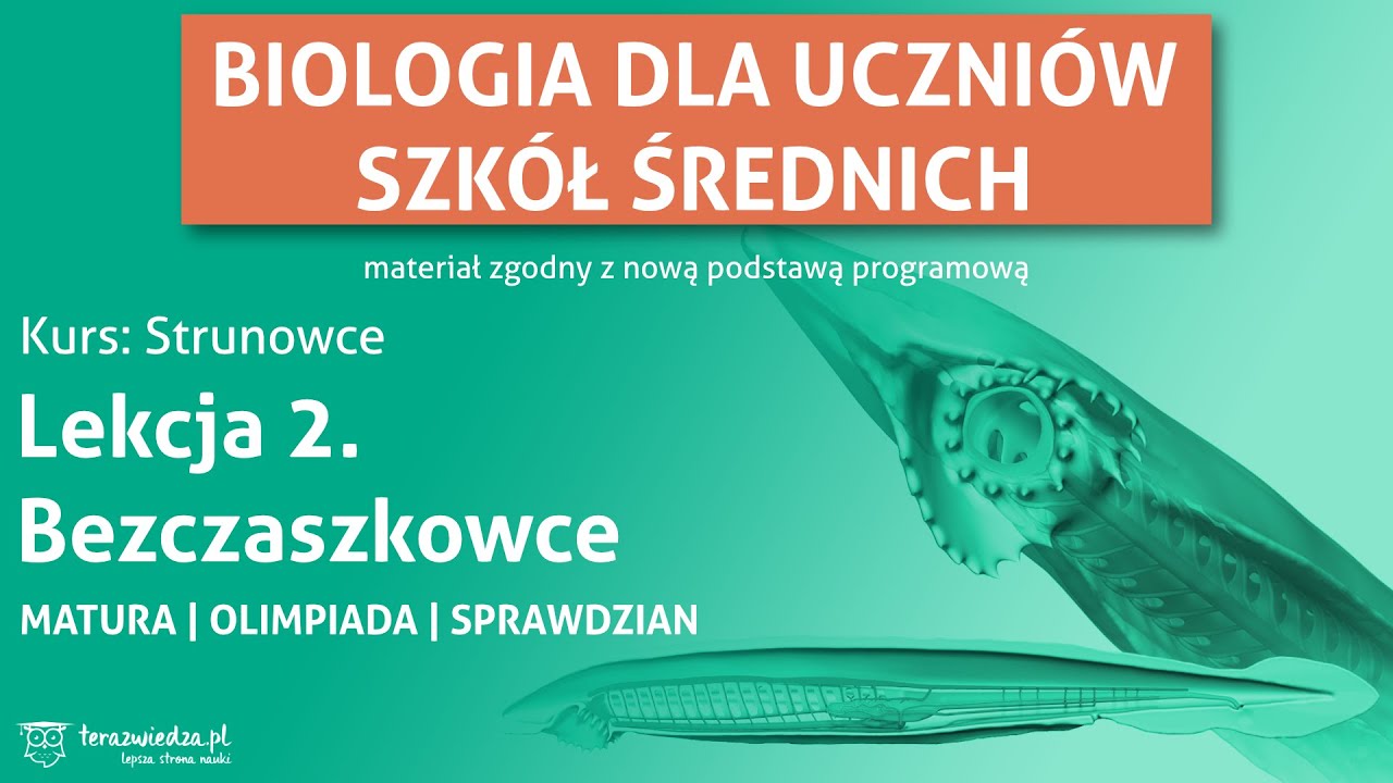 Bezczaszkowce. Lekcja biologii dla klasy 2. (zakres rozszerzony)