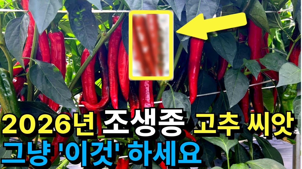 조생종 고추 품종 '이것'하세요! 이미 검증된 극대과종 단점이 없는 고추 씨앗ㅣ#고추품종 #고추씨앗 #고추종자