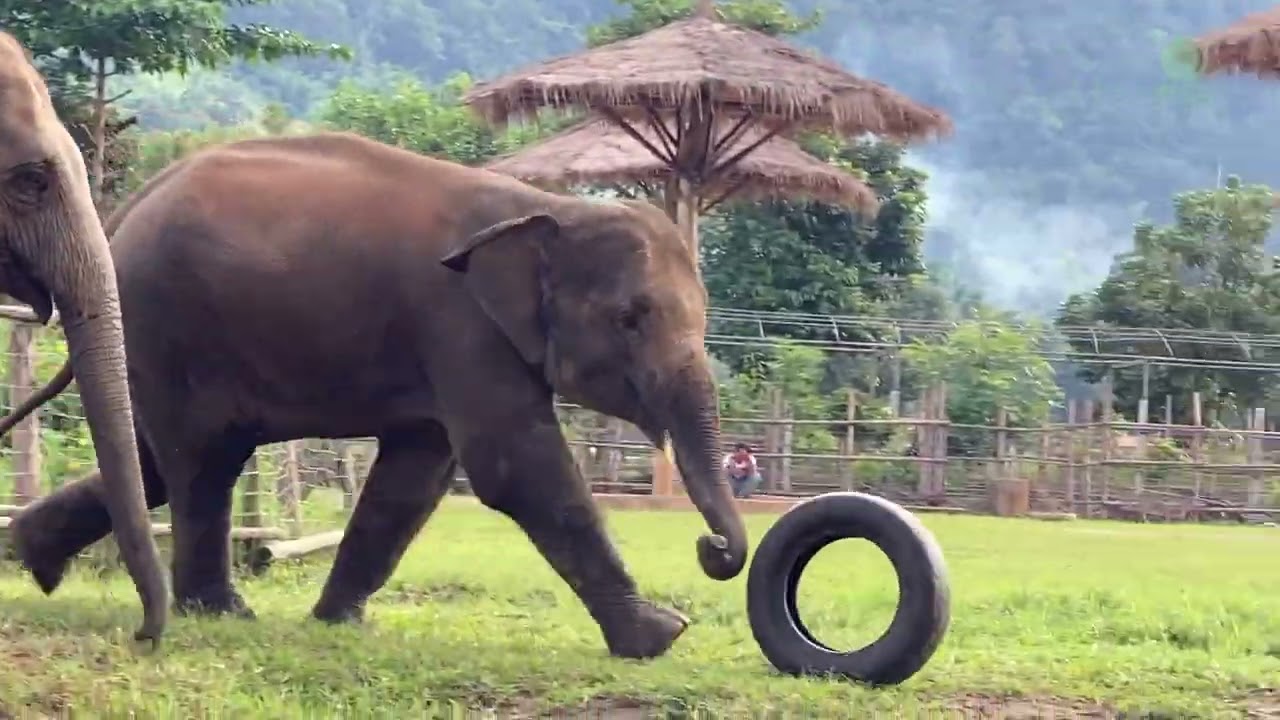 The Heartwarming Bond Between Muay Lek And Our Newly Rescued Elephant ChomPu - ElephantNews