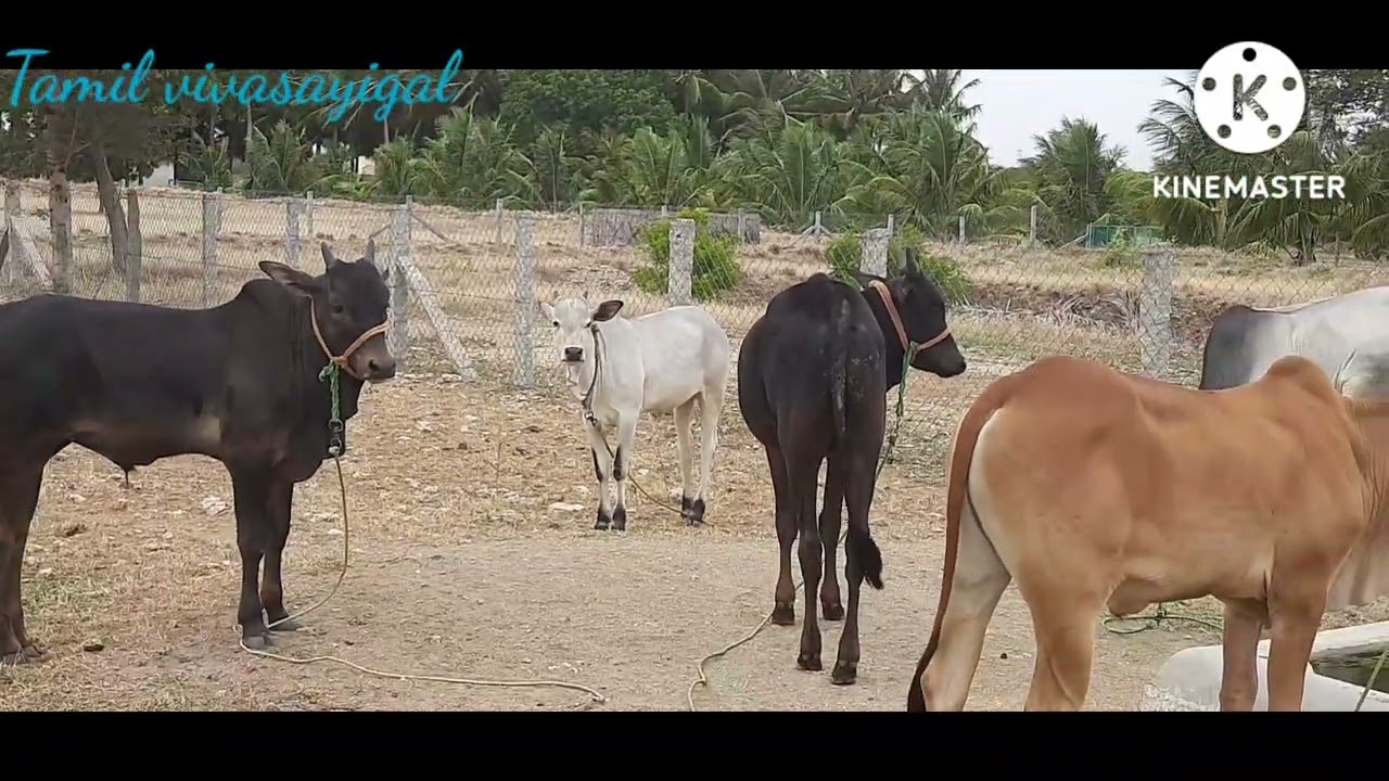 காங்கேயம் நாட்டுமாடு விற்பனை பதிவு