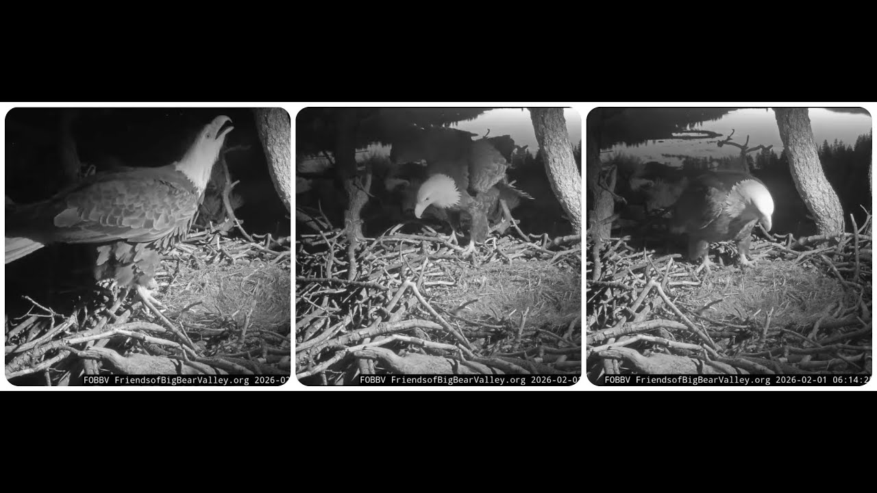 Jackie's night shift, Shadow's short morning visit to the nest 01.02.2026 @FOBBVCAM