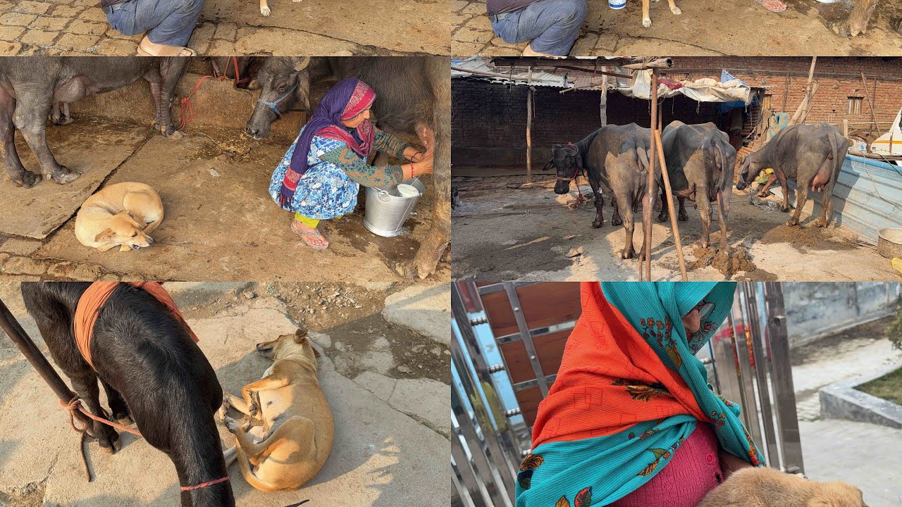  इस बार बनाया पूरे दिन का व्लॉग । बहुत ही मज़ेदार व्लॉग है और हमनें लगाए पौधे 🌱  व्लॉग पूरा देखे 