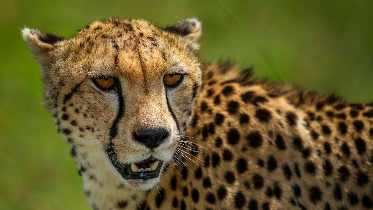 GF500mmF5.6 Wildlife in Tanzania by Serkan Günes/ FUJIFILM