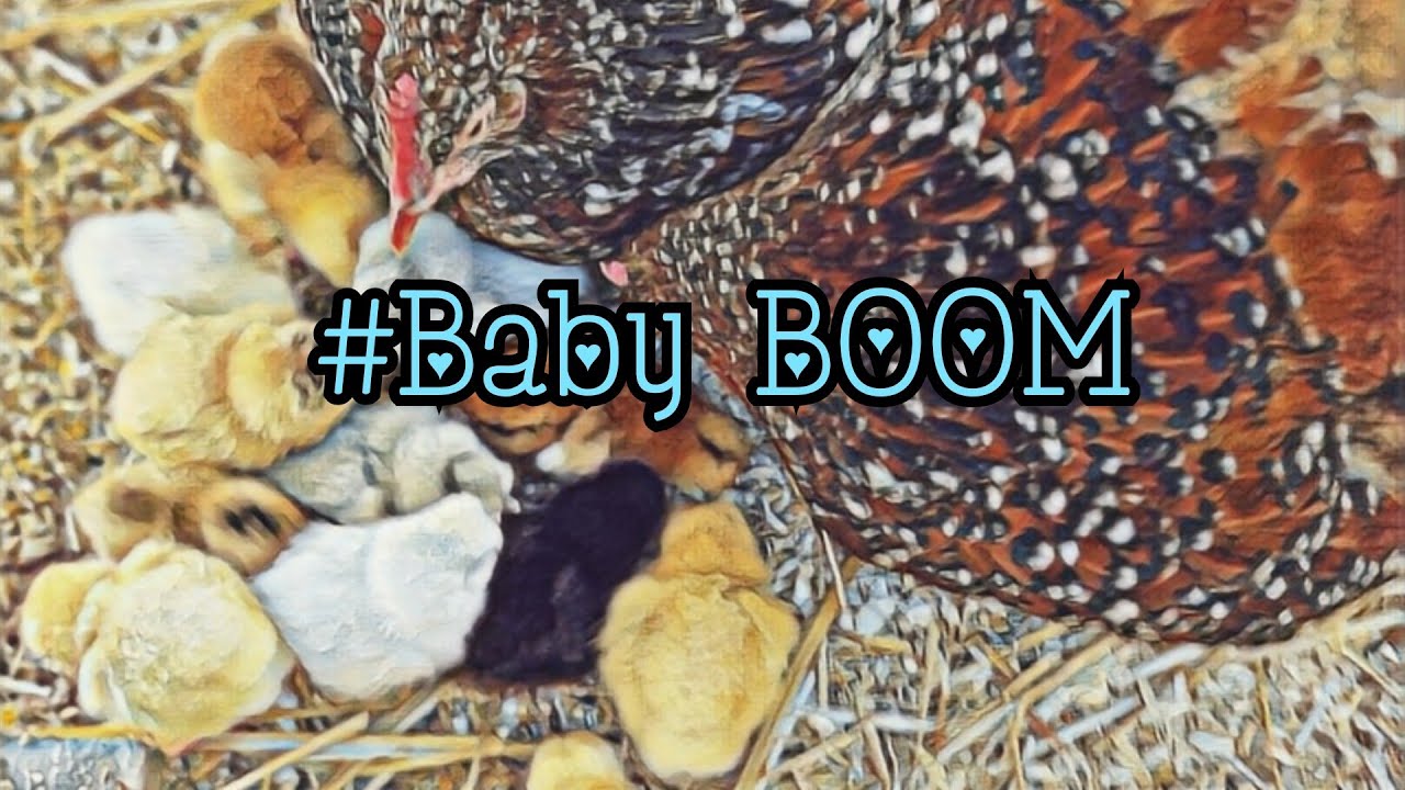#Baby BOOM 🐥 Naturalne lęgi 🥰