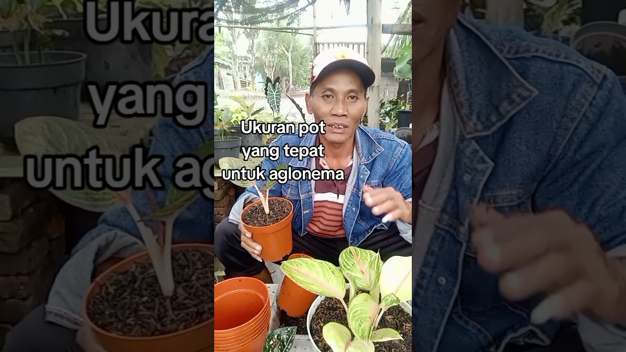 Pemilihan pot untuk aglonema 