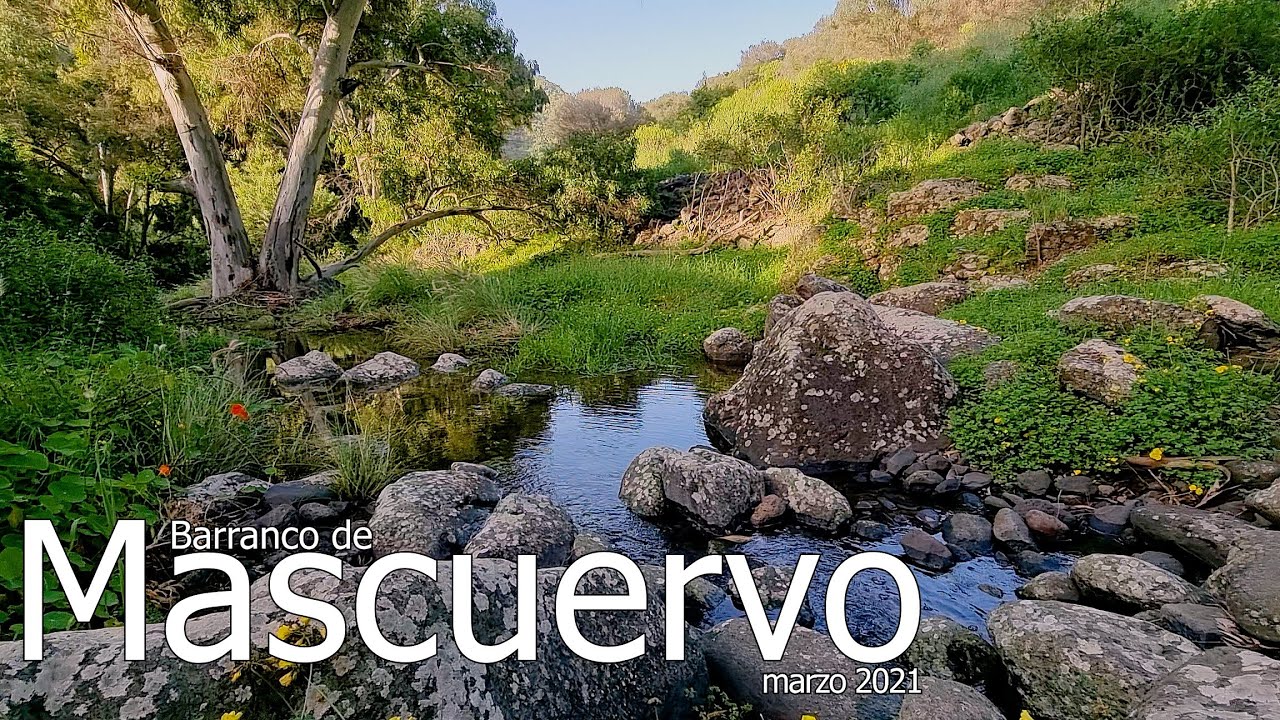 Bco. de MASCUERVO (marzo 2021) #GranCanaria #Mascuervo #LasPalmasdeGranCanaria