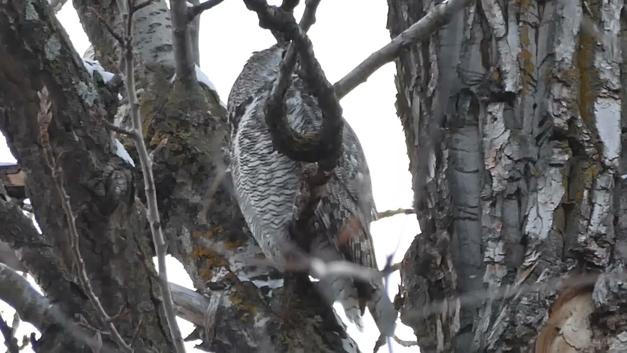 Great Horned Owl iNat 336165976