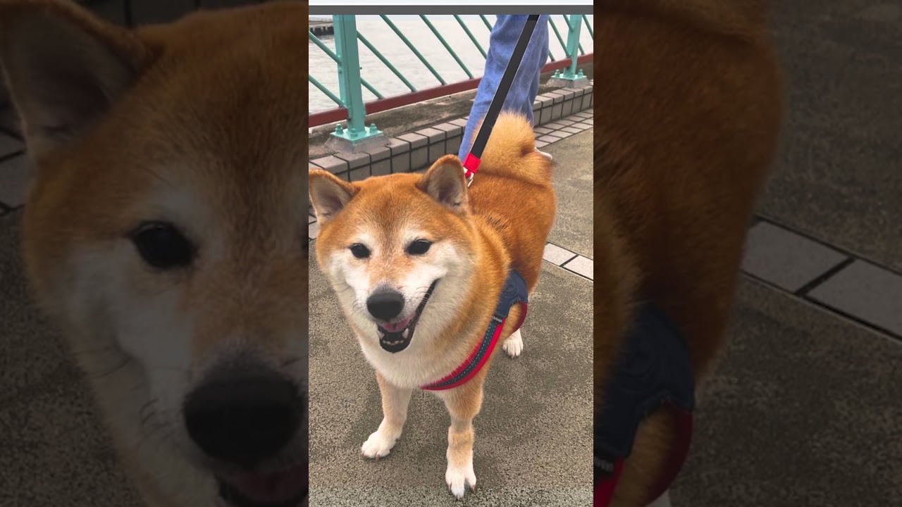 Meme Dog Passed Away Cheems balltze 