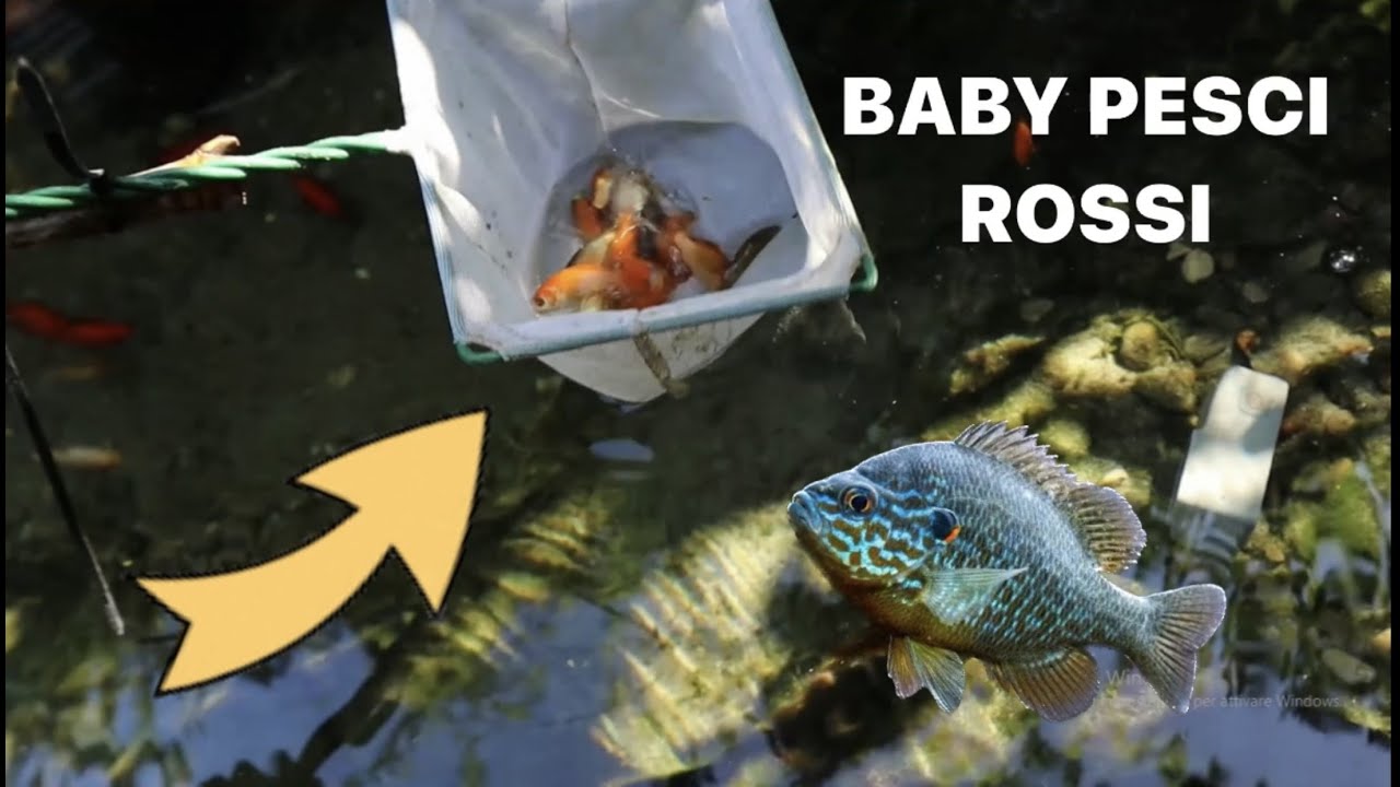 sposto i BABY PESCI ROSSI nel LAGHETTO !!!