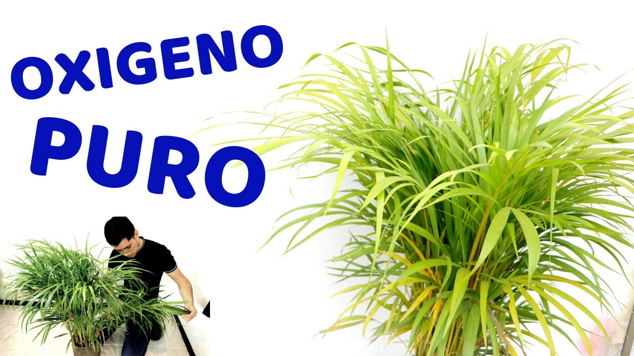 PALMA ARECA LA MEJOR PARA PURIFICAR TU HOGAR || CUIDADOS || REPRODUCCION