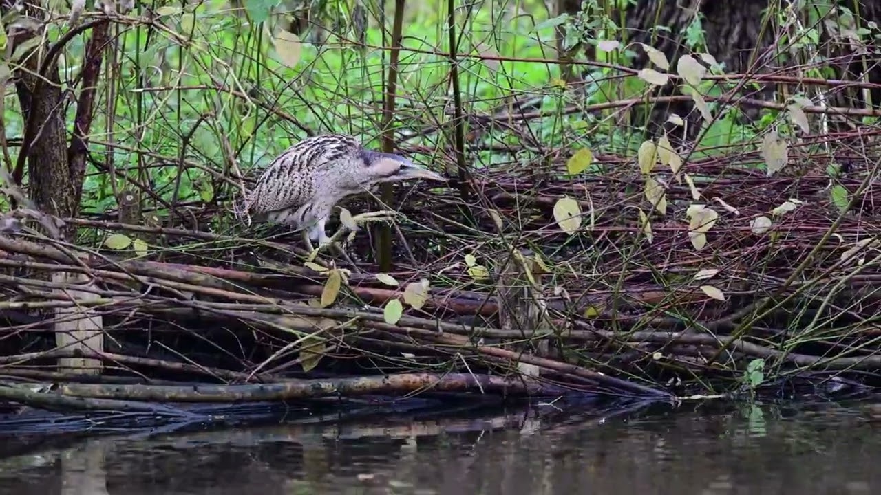 Roerdomp (bittern) Amsterdam 2025