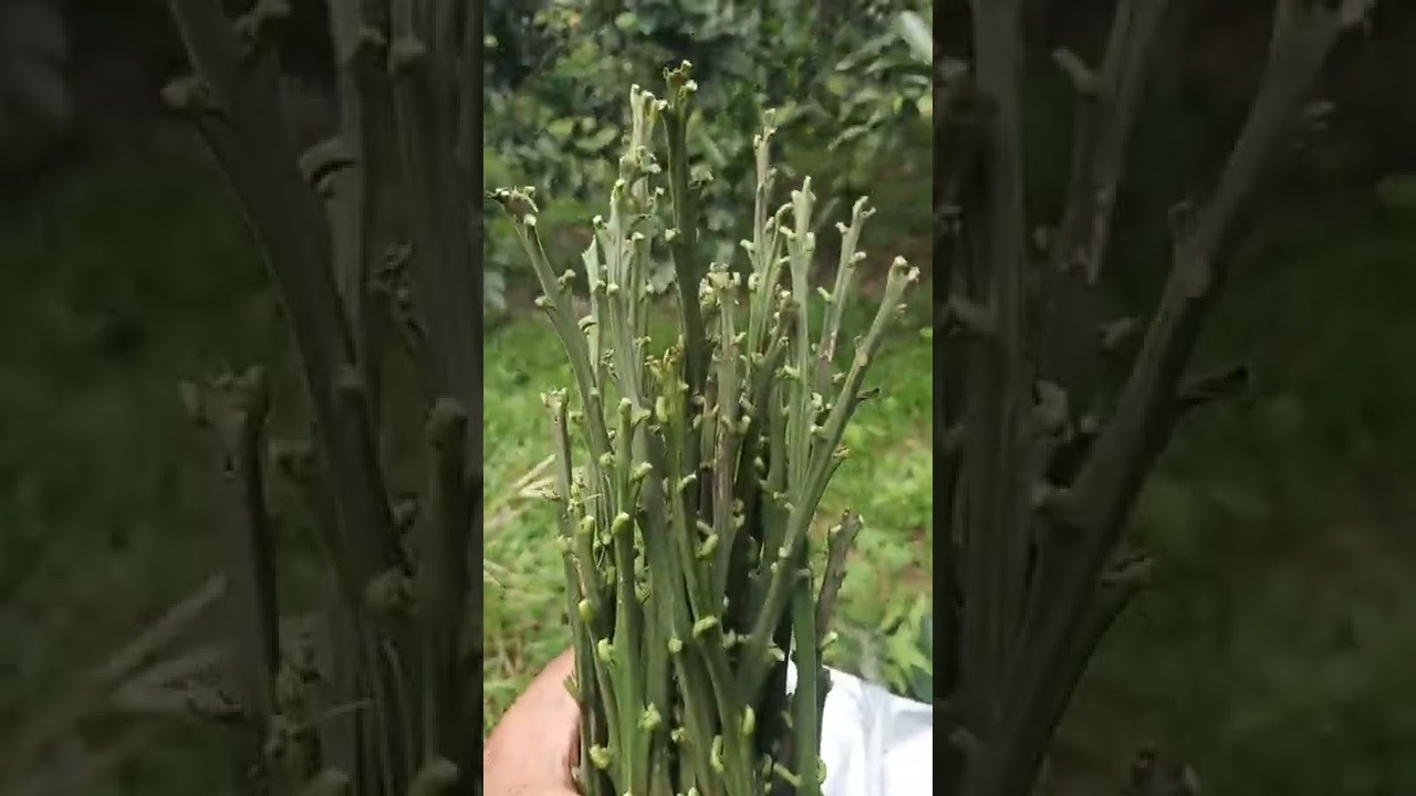 chia sẻ cách chọn nhánh mắt ghép và đống gói sau cho an toàn mắt ghép