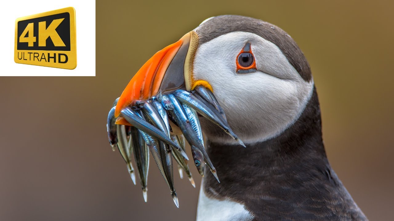 Animals of Alaska