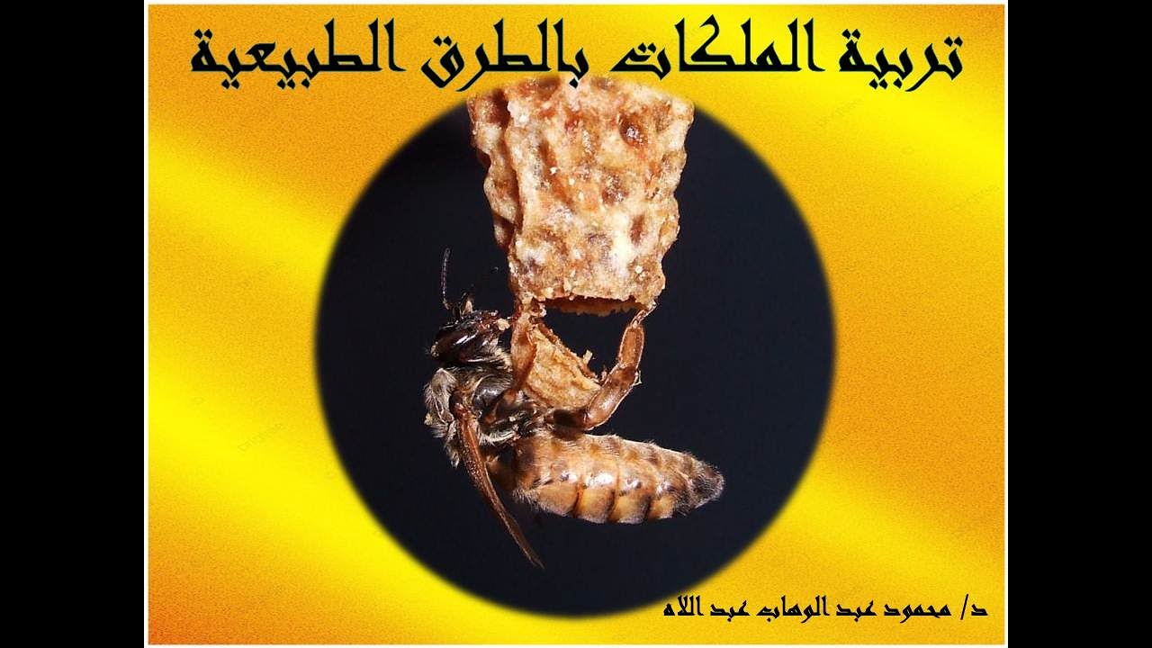نصائج قوية لتربية الملكات بالطرق الطبيعية للدكتور محمود عبد الوهاب