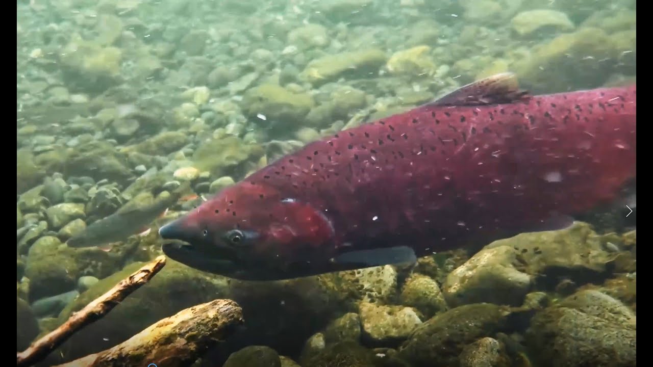 The Salmon Boy - Traditional Native American Storytelling