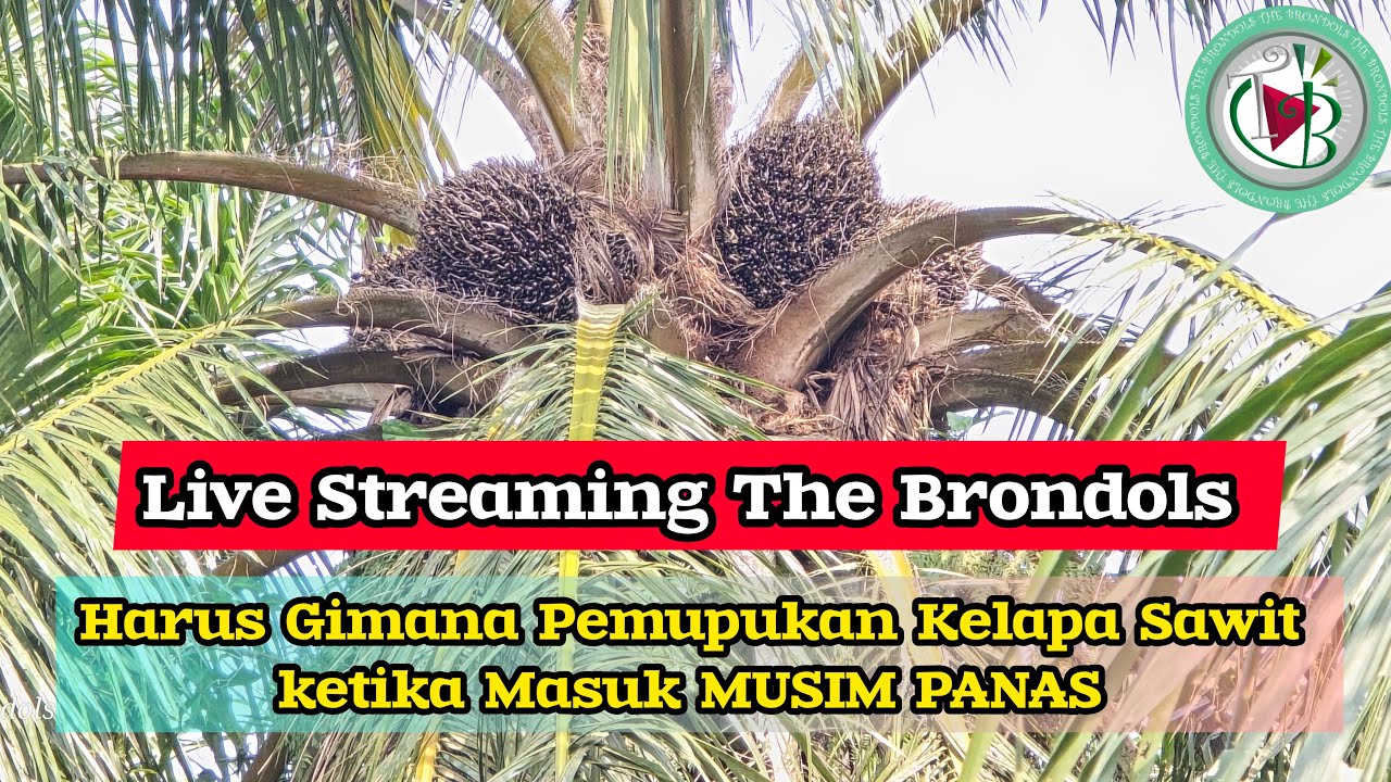 Live Streaming The Brondols: harus bagaimana Pola pemupukan ketika masuk dimusim panas