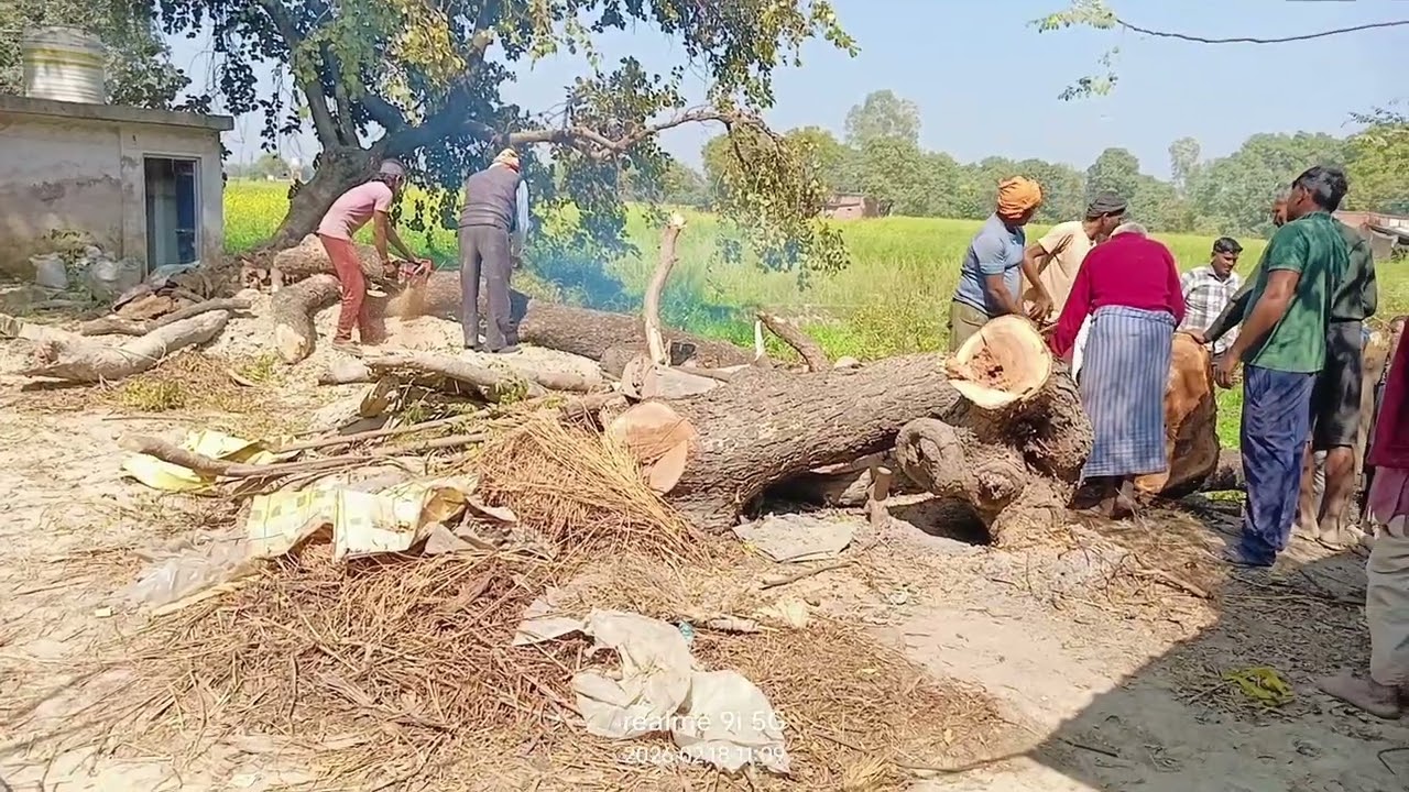 पार्ट 2 नीम का पेड़ का Second Video बनाया 