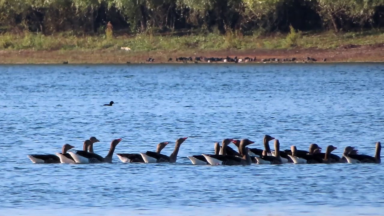 Ganzen bij de Vonkerplas 8 november 2019