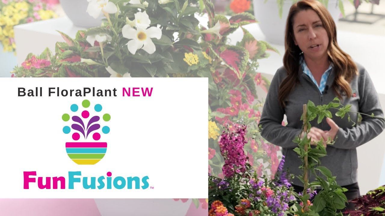 New FunFusions Mixes for 2025 from Ball FloraPlant