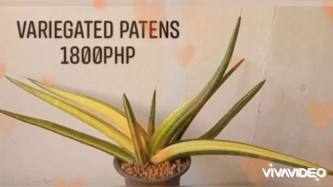 Any kind snake plant ,expensive price can&rsquo;t afford this!
