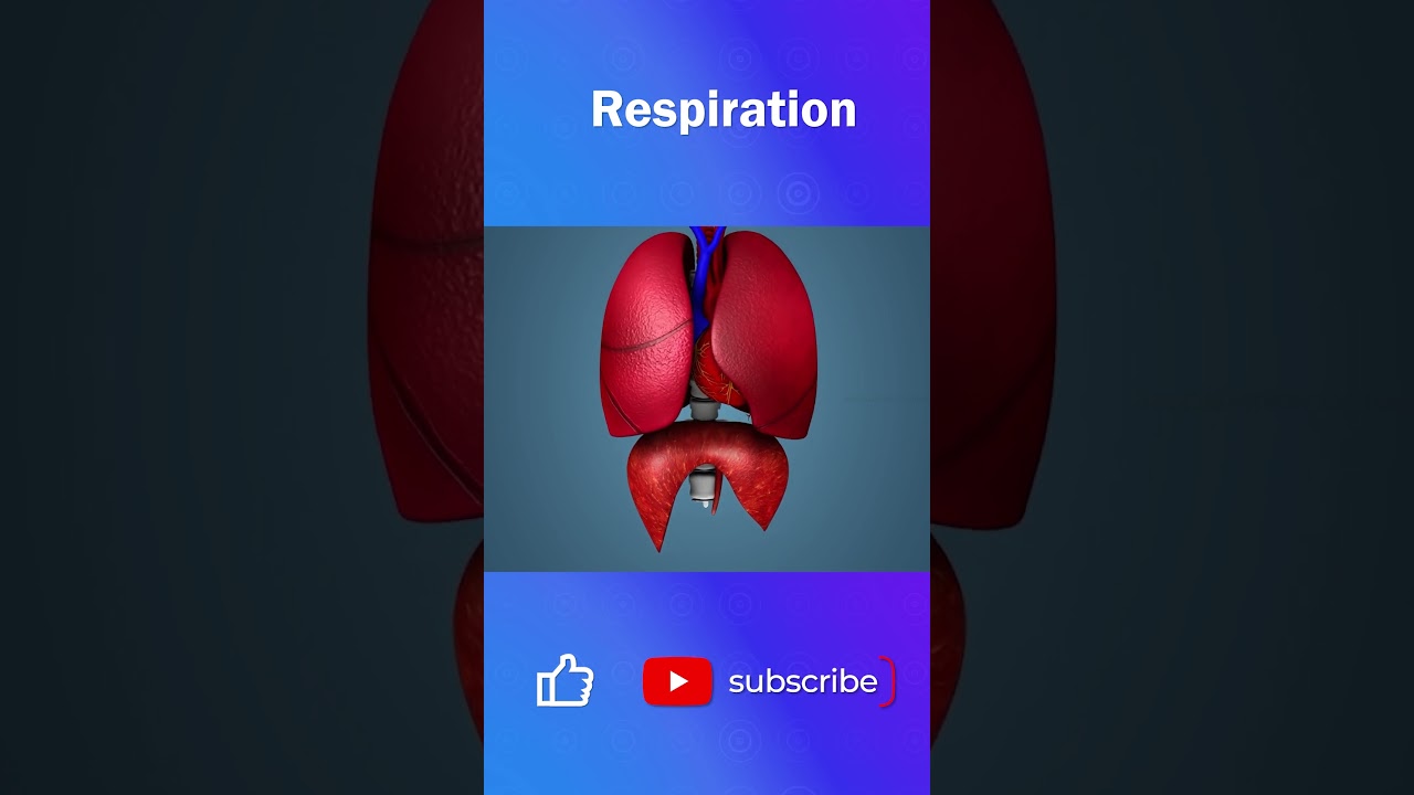 The Incredible facts about Pulmonary Respiration #youtubeshorts #humanbody  #humanbodyfacts #shorts
