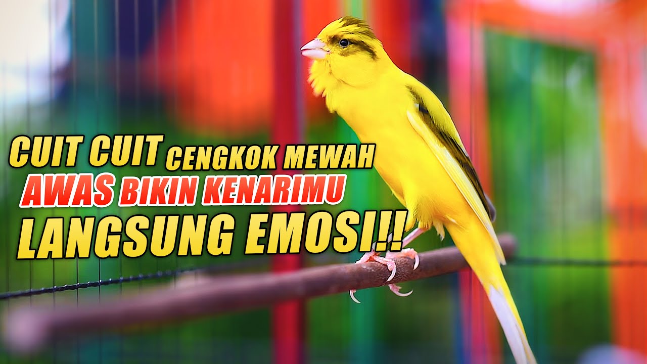 Masteran Kenari GACOR CUIT CUIT EMOSI, PANCINGAN - MASTERAN Kenari PAUD Belajar Bunyi Cepat GACOR