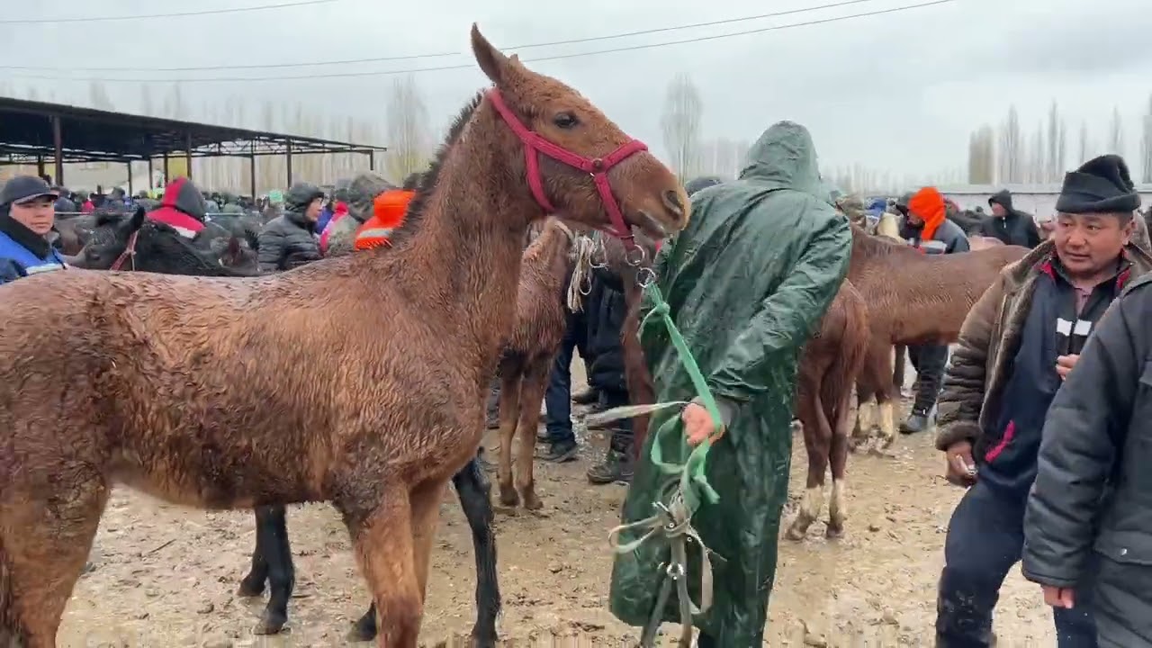 Аттар кунандар тайлар байталдар 2024 жыл.1 декабрь баалар пай пай 👍👍👍😱😱😱😱