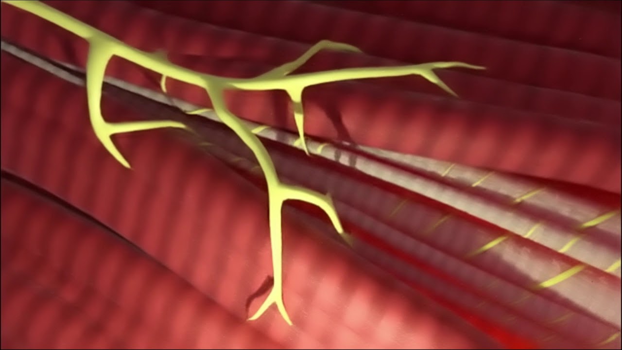 The Structure and Function of the Muscle Spindle Fiber