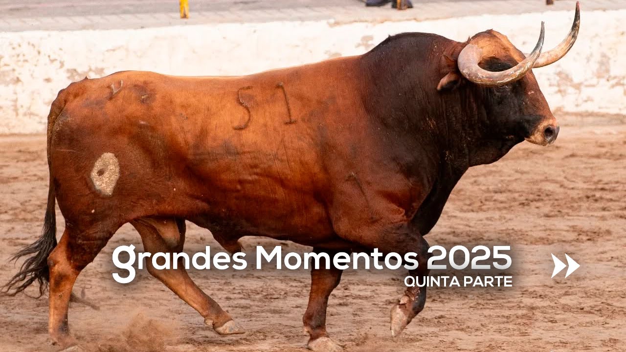 🤩 GRANDES MOMENTOS de 2025 · Quinta parte